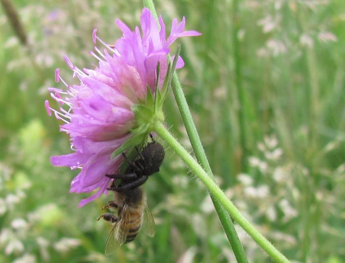 Xysticus sp. con ape - Sostegno (BI)